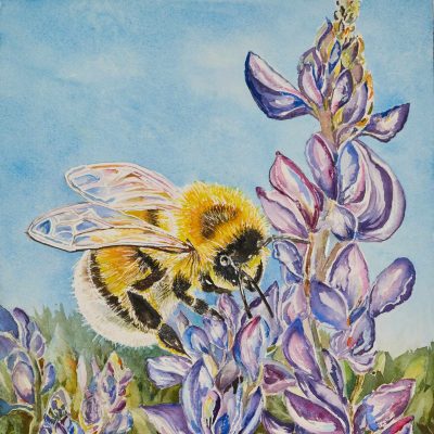 Franklin’s Bumble Bee (sold)